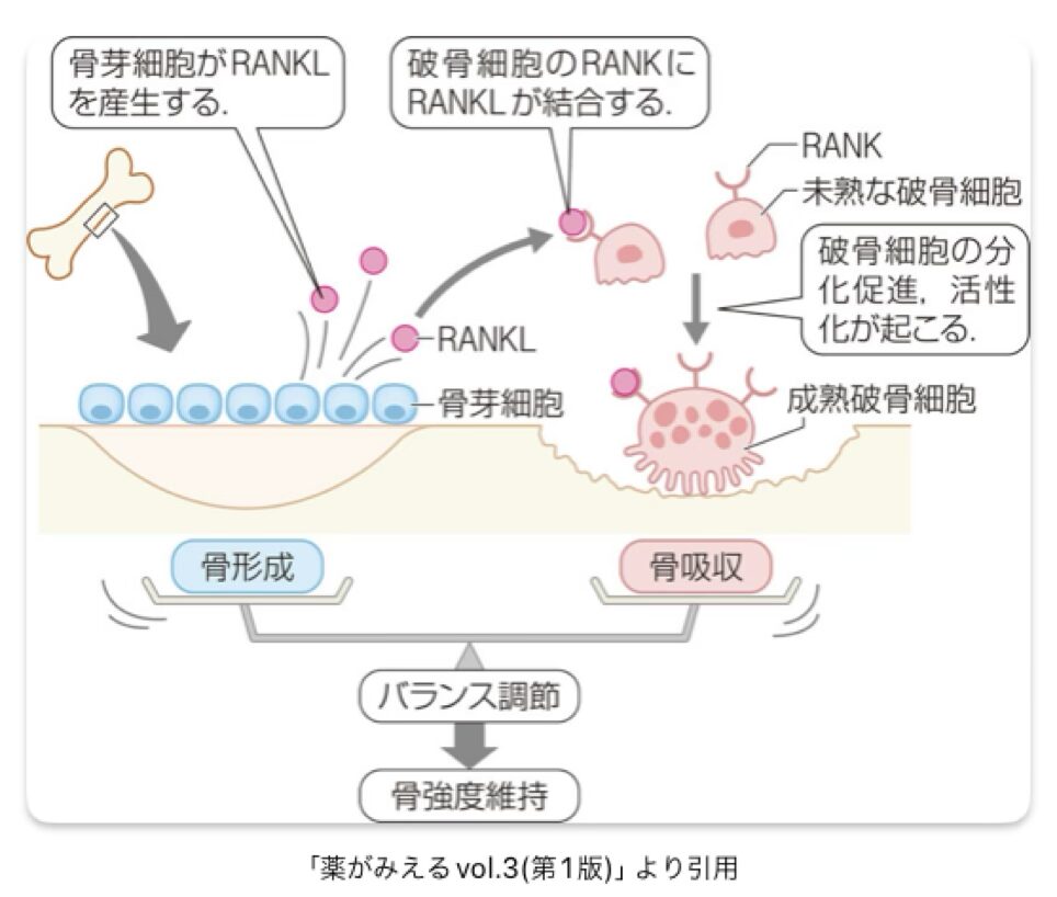 RANKLとRANKの関係を示している画像です。