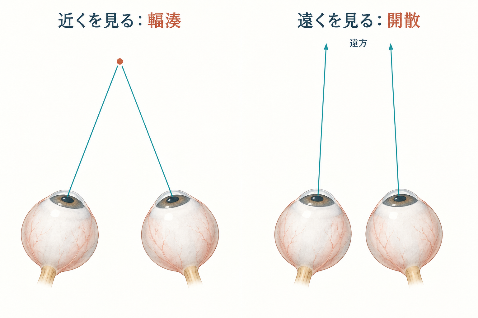 近見では両眼が内向きになる輻湊、遠見では視線をほぼ平行に戻す開散の模式図